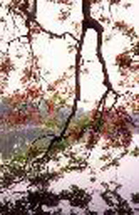 HoGuom1-200.jpg (43070 bytes)